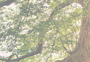 PCC Homepage-L-Opaque