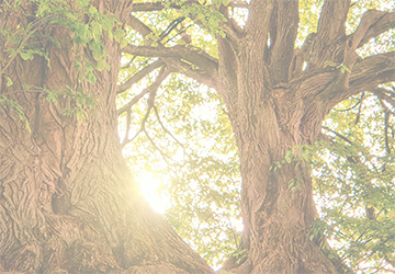 PCC Homepage-M-Opaque